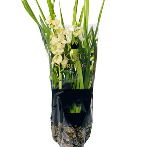 Click to enlarge image 1a-witte-cymbidium.jpg